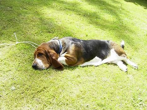 Basset hound Snubbi, født Albert billede 4