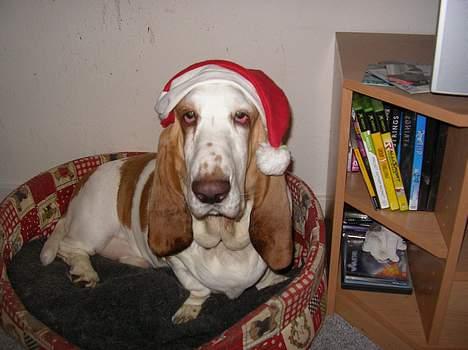 Basset hound Walter  R.I.P - det er ikke småting man skal finde sig i som basset hund... billede 6