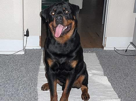 Rottweiler Laban billede 1
