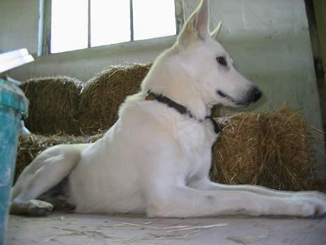 Hvid schæfer Tinka's Fonzi *Død* - Er jeg ikke bare majestætisk?? billede 19