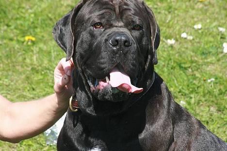 Cane corso Bonzo billede 1