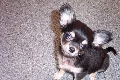 Chihuahua TJALFE billede 13