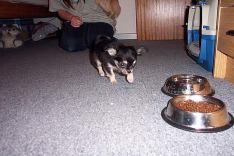 Chihuahua TJALFE - mmm.... mere mad... billede 14