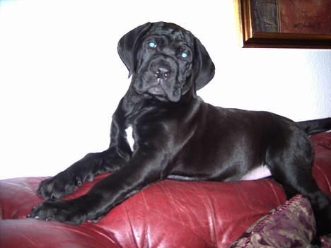 Cane corso Bonzo billede 2