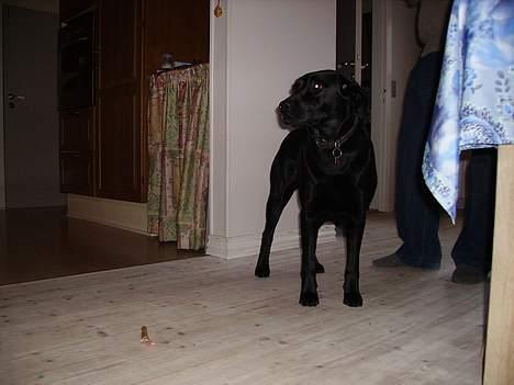 Labrador retriever Diesel (fars hund) billede 4
