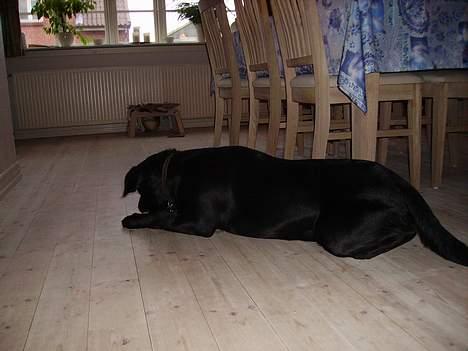 Labrador retriever Diesel (fars hund) billede 5