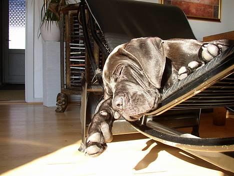 Cane corso Bonzo billede 3