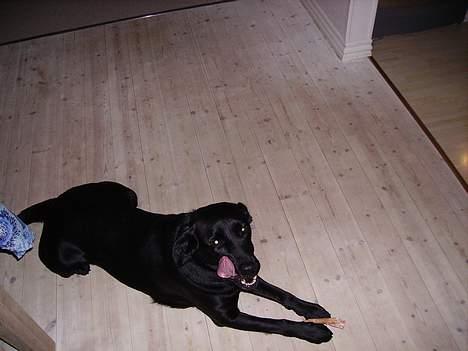 Labrador retriever Diesel (fars hund) billede 6