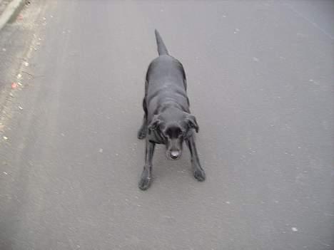 Labrador retriever Diesel (fars hund) billede 7