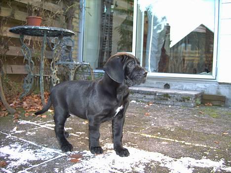 Cane corso Bonzo billede 4