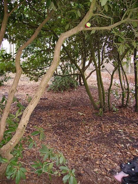 Labrador retriever Diesel (fars hund) billede 8