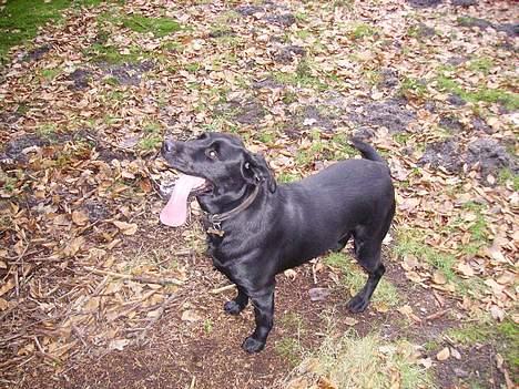 Labrador retriever Diesel (fars hund) billede 9