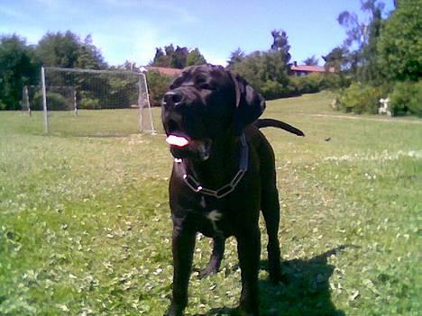 Cane corso Bonzo billede 5