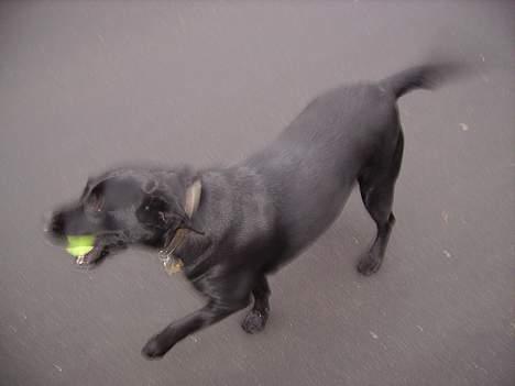 Labrador retriever Diesel (fars hund) billede 10