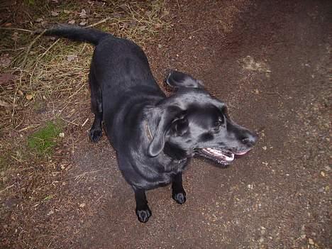 Labrador retriever Diesel (fars hund) billede 11