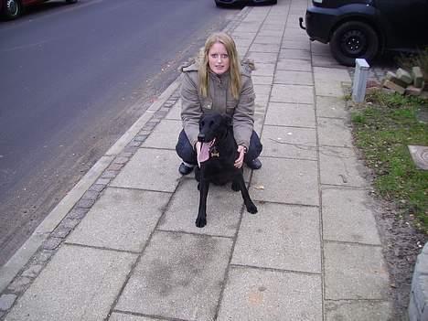 Labrador retriever Diesel (fars hund) billede 12