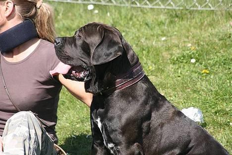 Cane corso Bonzo billede 6