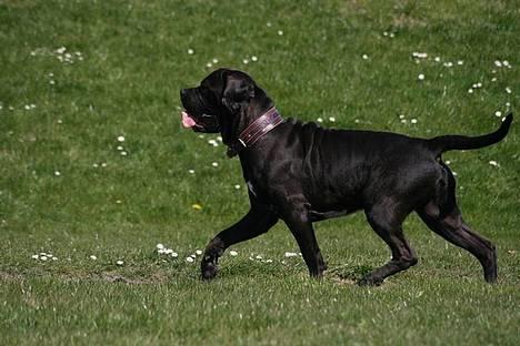 Cane corso Bonzo billede 7