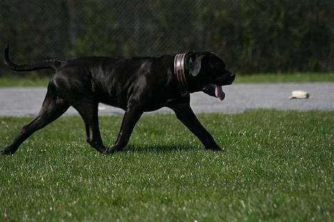 Cane corso Bonzo billede 8