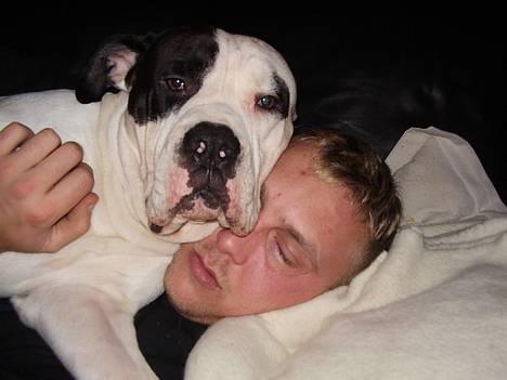 Amerikansk bulldog Matti Vega - Er vi ikke søde :0) billede 17