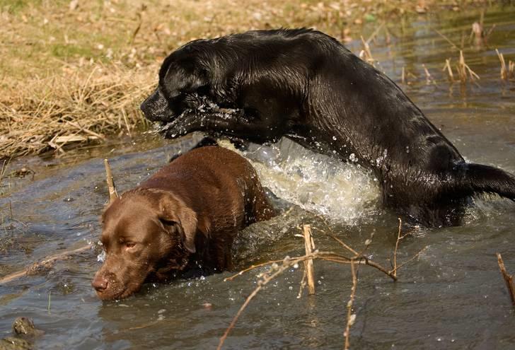 Labrador retriever Luna - Luna og Coco billede 10