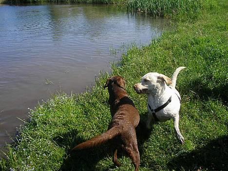 Labrador retriever Luna - Luna og Fie 2.7.06 billede 11