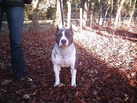 Amerikansk staffordshire terrier skyblue´s kiss o´the phan billede 1