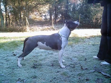 Amerikansk staffordshire terrier skyblue´s kiss o´the phan billede 2