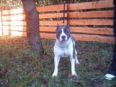 Amerikansk staffordshire terrier skyblue´s kiss o´the phan billede 3