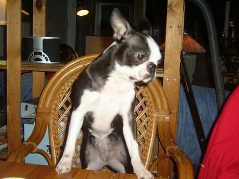 Boston terrier frida - hva laver i her oppe? er der noget mad? billede 5