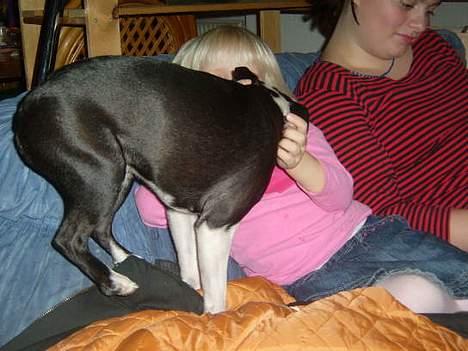 Boston terrier frida - STOORT kys billede 6