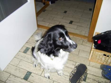 Stabijhoun Smilla - inden vi skal ud at gå en tur... billede 3