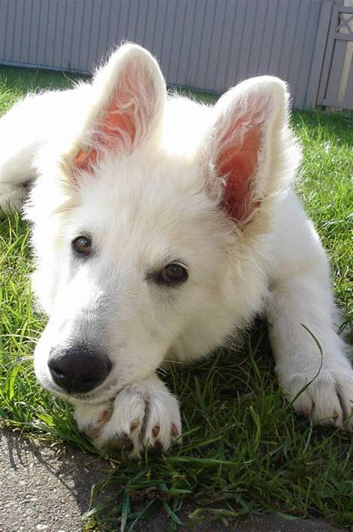 Hvid schæfer Aslan billede 4