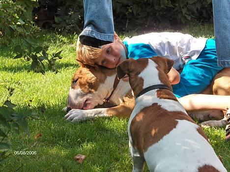 Bullterrier Ask og Pingo  - Bedre buller findes ikke ... Ask gnaver kødben, Jonathan hygger og Buster ser på! "GG" billede 15