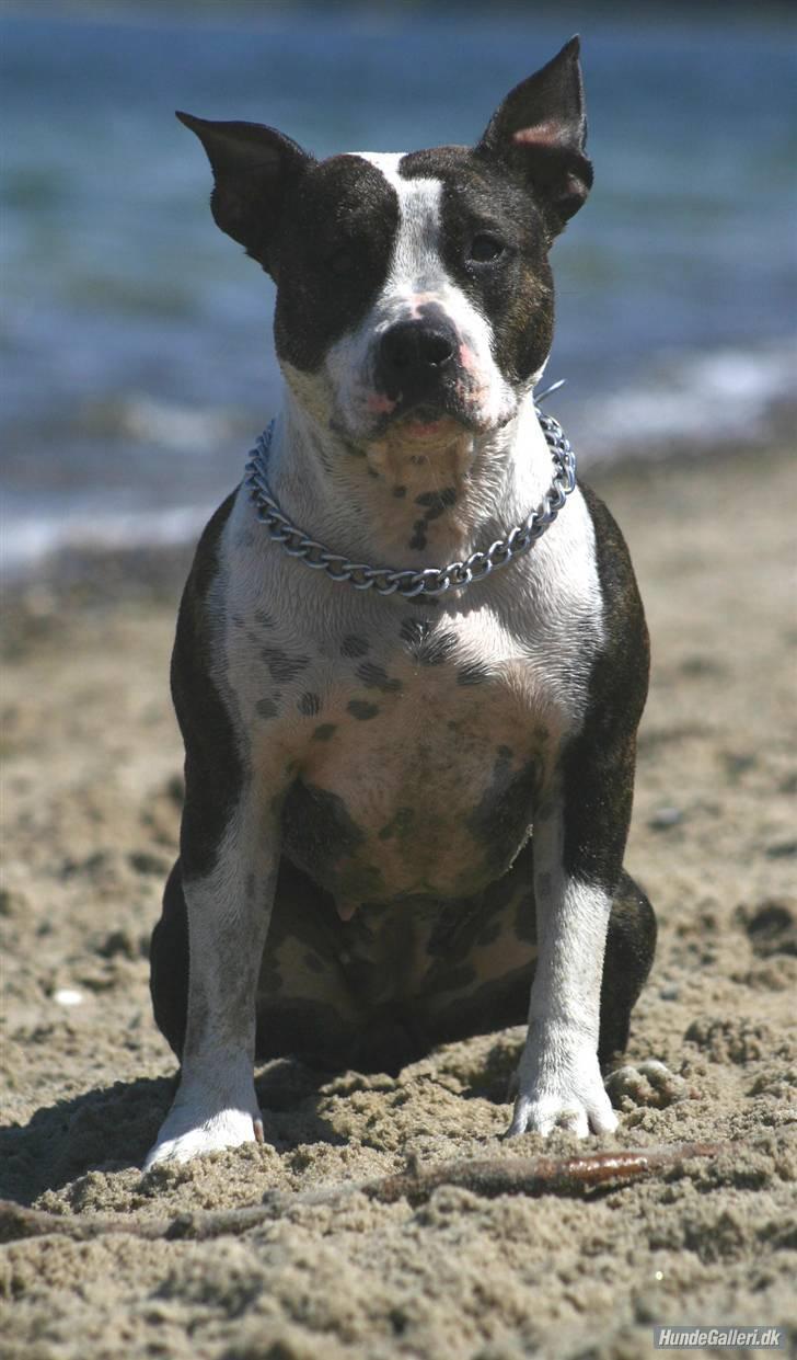 Amerikansk staffordshire terrier Northern Amstaffs Freya  - Du ved jeg er klar til at hoppe efter pinden, mor... billede 6