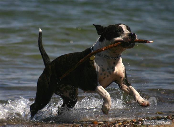 Amerikansk staffordshire terrier Northern Amstaffs Freya  - Haha jeg fik den... billede 8