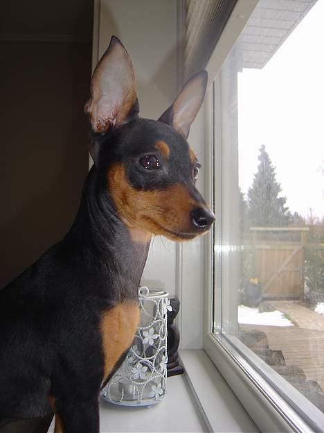 Dvaergpinscher tulle billede 12