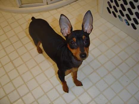 Dvaergpinscher tulle billede 13