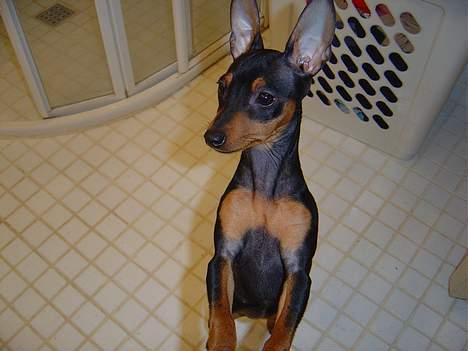 Dvaergpinscher tulle billede 14