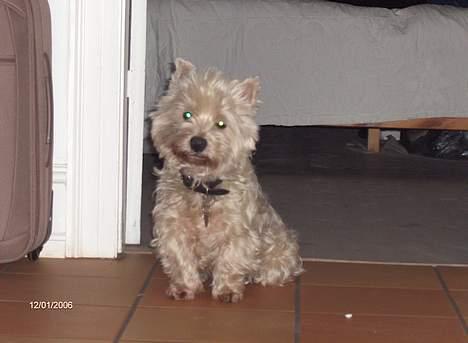 West highland white terrier Falcon Smokey Ice(Ludvig) - er jeg ikke bare sød billede 1