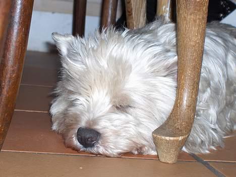 West highland white terrier Falcon Smokey Ice(Ludvig) -  jeg er altså midt i middags luren billede 3