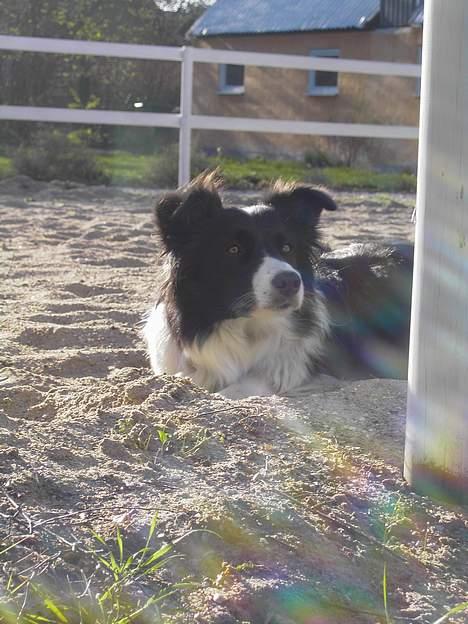 Border collie Cindy - Den smukke Cindy... billede 1