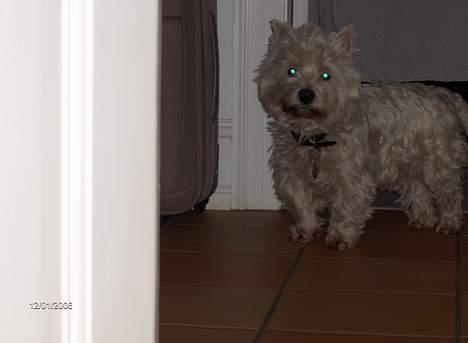 West highland white terrier Falcon Smokey Ice(Ludvig) - hej, når der er du (det blev ikke så godt) billede 4