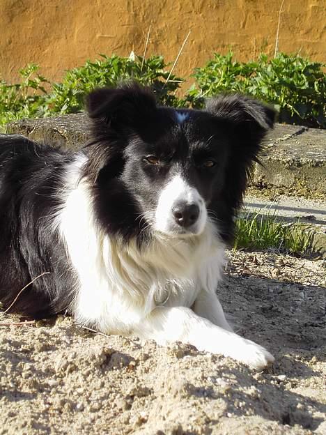 Border collie Cindy - Em dejlig solskinsdag billede 2