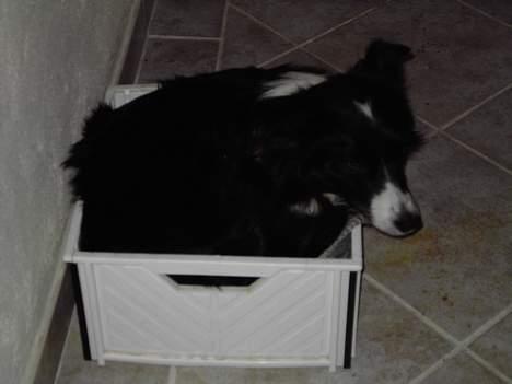 Border collie Cindy - Arh... Jeg kunne lige klemme mig ned i denne her kasse... billede 3