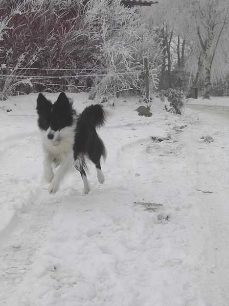 Border collie Cindy - Hoplaaaaa...... billede 4