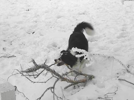 Border collie Cindy - Ej sådan en besværlig pind... billede 5