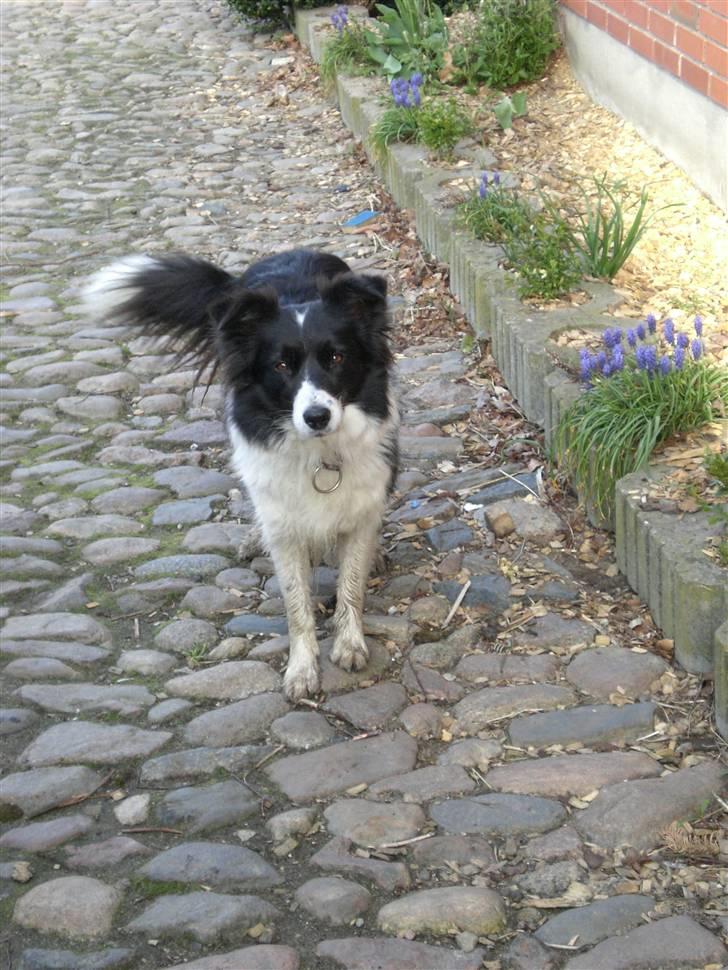 Border collie Cindy - Hov tager du billeder...? billede 6