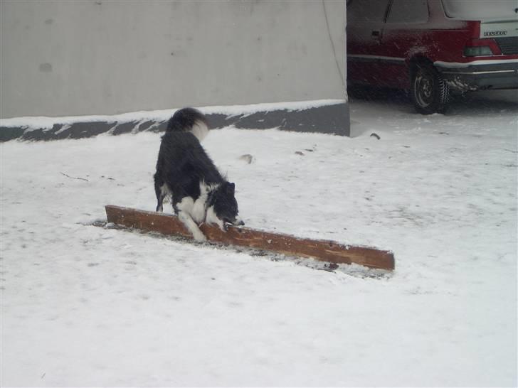 Border collie Cindy - AAAARRRHHHH dumme kæp... Den var frosset fast til jorden... billede 7