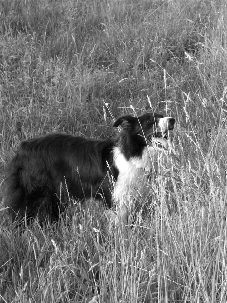 Border collie Cindy - Som den eneste hund ved sankte hans bålet, var det dejligt med al den opmærksomhed fra børnene... billede 8